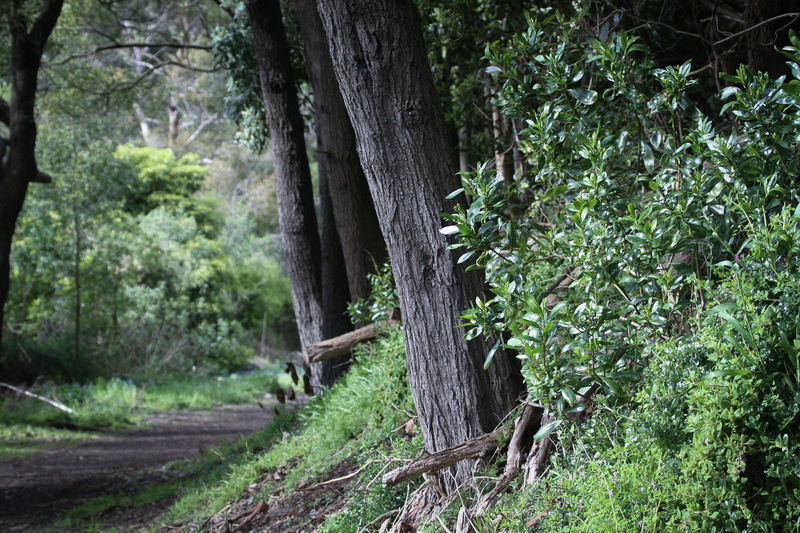 trunk, non-urban scene, forest, grass, plant, woodland, tree trunk, tranquil scene, outdoors, scenics - nature, green, hill, victoria, australia, tower hill