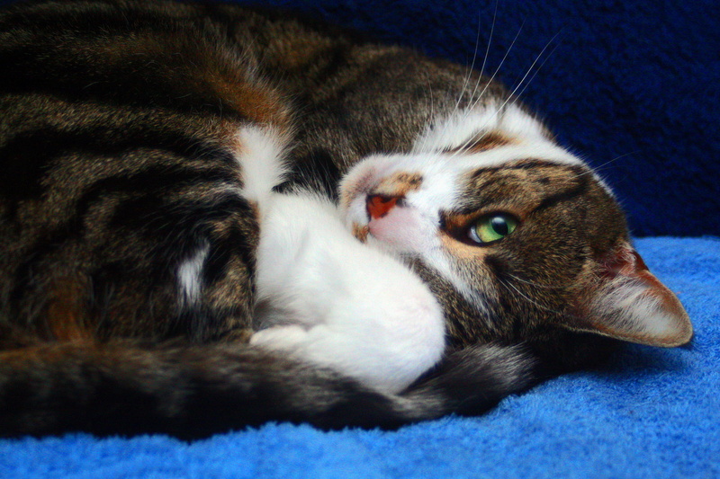 furniture, close-up, pets, one animal, whisker, animal themes, australia, indoors, animal head, no people, feline, 2K, domestic cat, tired, warrnambool