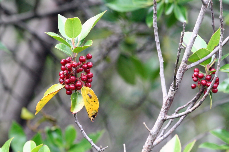 rowanberry, ripe, thunder point, close-up, no people, berry fruit, food, close, berries, focus on foreground, healthy eating, wellbeing, 2K, tree, food and drink