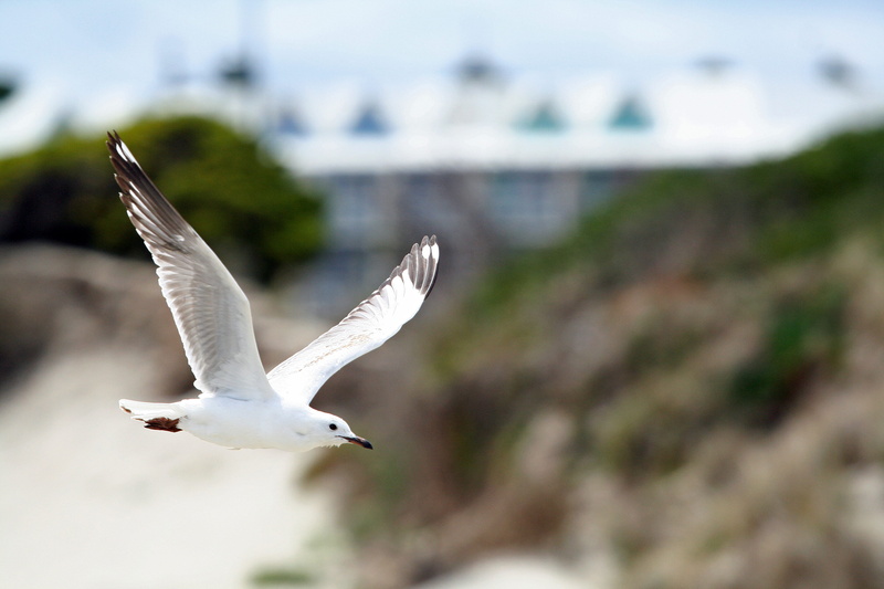 outdoors, bird, one animal, warrnambool, white color, australia, animal wildlife, building exterior, nature, sea, seagull, full length, focus on foreground