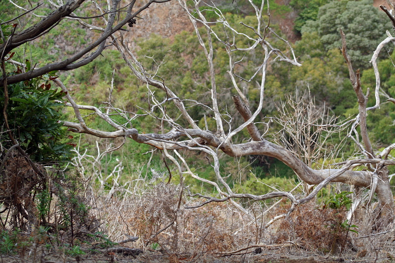 dead, dead plant, no people, nature, root, non-urban scene, australia, bare tree, fallen, photography, plant, warrnambool, tower hill, environment, 2K