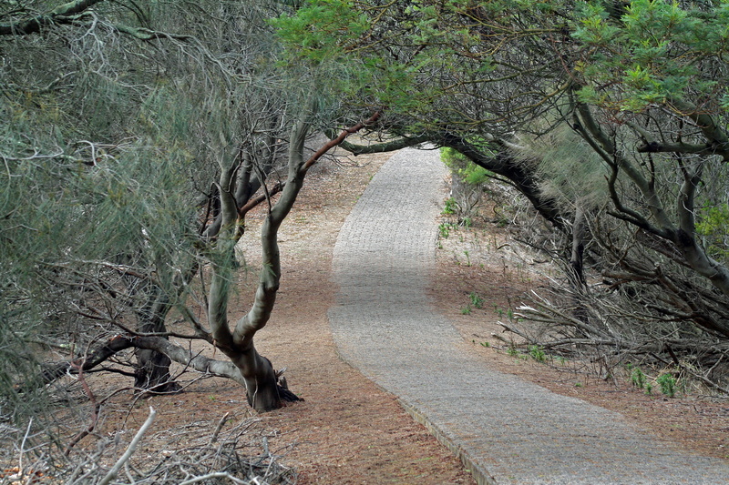 remote, forest, tower, hill, tranquility, tree, growth, tranquil scene, warrnambool, the way forward, tree trunk, tower hill lake, land, scenics - nature