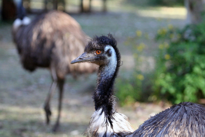 warrnambool, emu, big, looking, animal, towerhill, hill, ostrich, nature, vertebrate, australia, zoo, animal body part, outdoors, animal neck, tower hill