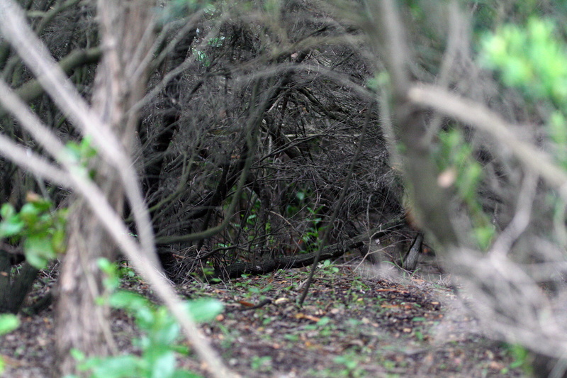 forest, australia, land, field, woodland, 2K, dirt, root, away, growth, warrnambool, natural, outdoors, hide, tunnel, hideaway, no people, branch, trees