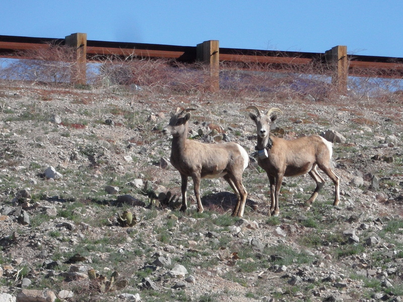 animals And Pets, Hillside, herbivorous, animal wildlife, sky, field, Brown, group of animals, domestic animals, arid, Animals, Horns, no people, animal