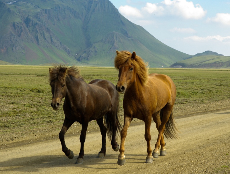 brown, landmannalaugar, livestock, cloud - sky, 2K, no people, mammal, horse, herbivorous, mountain, mane, domestic, animal, pets, iceland, field, horses