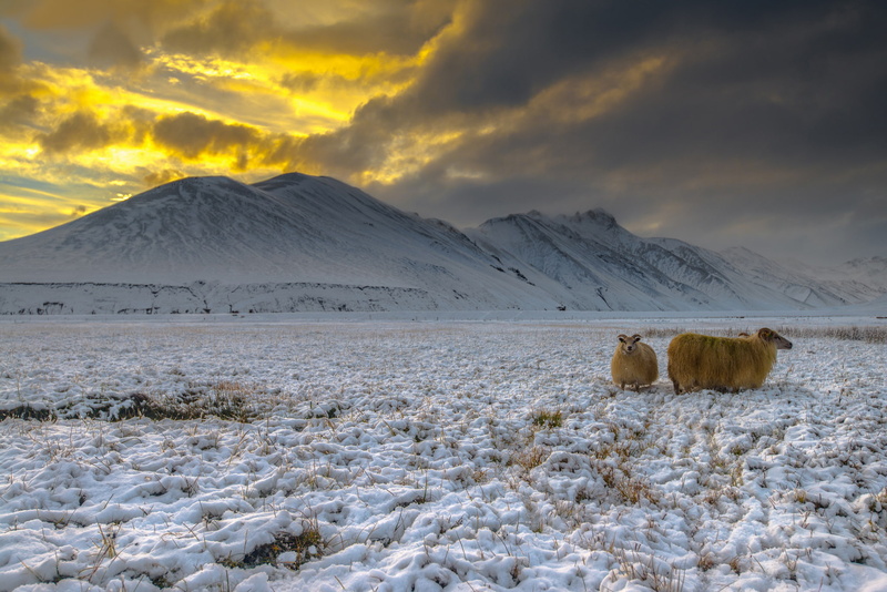 goats, 1080P, Landmannalaugar, Iceland, snow, highlands