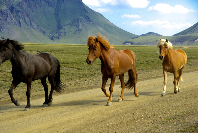 4K, landmannalaugar, domestic, iceland, pets, animal, mane, field, cloud - sky, vertebrate, mammal, herbivorous, animal wildlife, no people, mountain