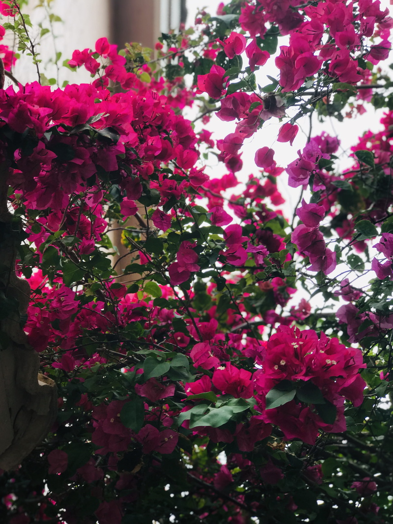 lilac, vulnerability, bougainvillea, outdoors, 4K, bunch of flowers, flowering plant, freshness, pembroke pines, close-up, day, pink flower, flare, united states