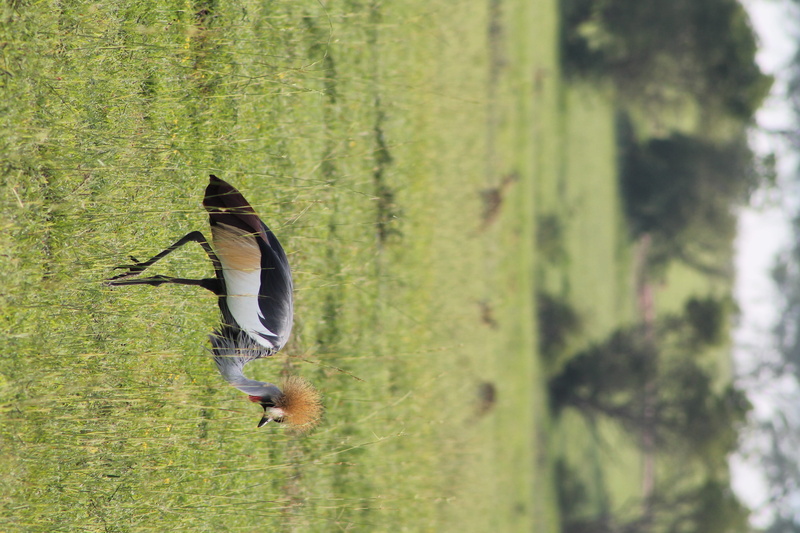 beauty in nature, plant, murchison falls uganda, one animal, vertebrate, no people, green color, uganda, outdoors, 4K, tree, animal wildlife, spread wings