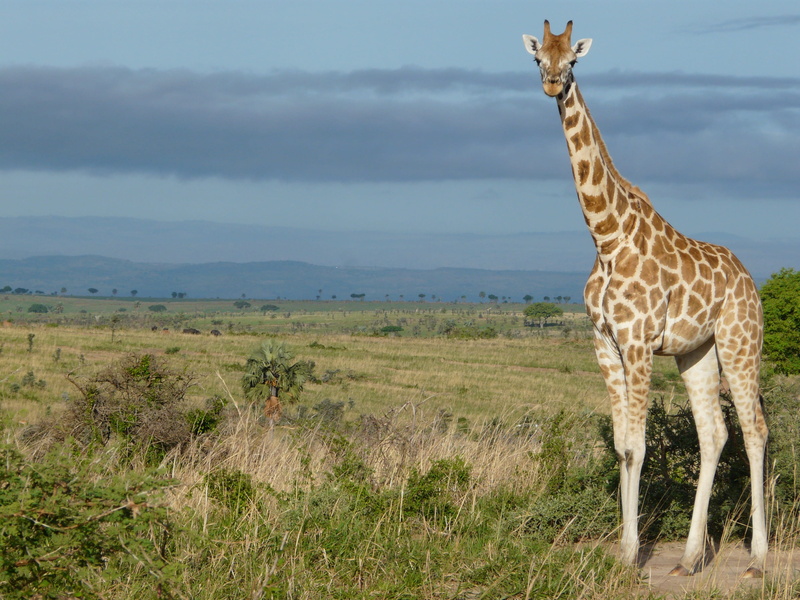 Uganda, Africa, one animal, rothschildi, safari Animals, 2K, outdoors, herbivorous, group of animals, camelopardalis, tanzania, mammal, environment, vertebrate