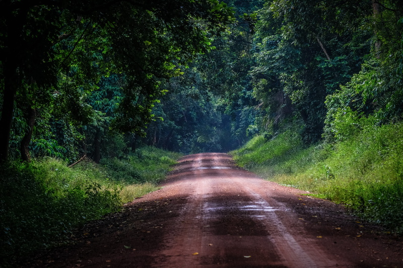 transportation, non-urban scene, green color, uganda, no people, road, long, plant, murchison falls national park, rainy, beauty in nature, woods, tranquility