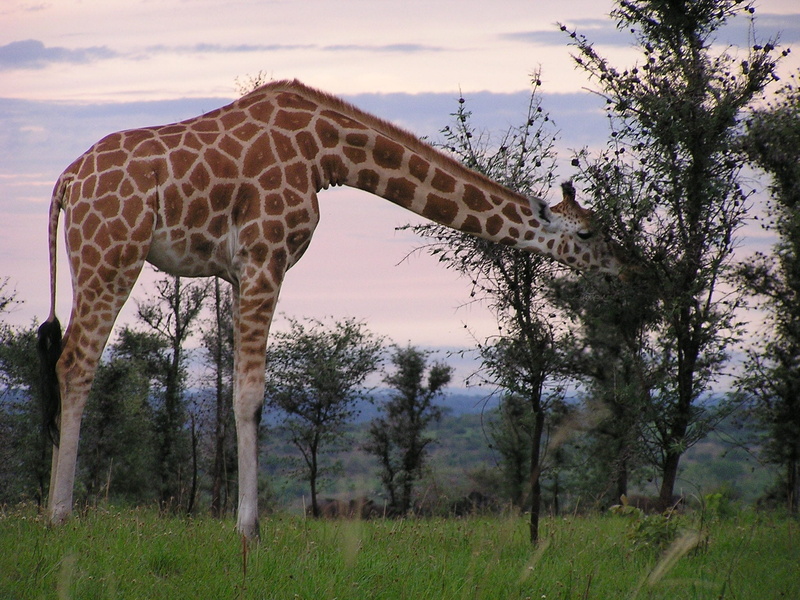 nature, land, feeding, animal neck, murchison, animal themes, outdoors, vertebrate, cloud - sky, environment, plant, tree, mammal, animal, animals in the wild