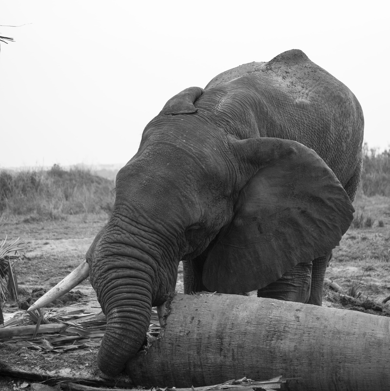 outdoors, grayscale, no people, herbivorous, field, impala, tusk, elephant, animal themes, murchison falls national park, clear sky, ivory, savanna, mammal