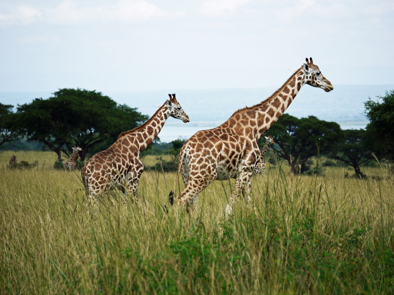 giraffa camelopardalis rothschildi, no people, uganda, head drawing, plant, paarhufer, rothschild-giraffes, wild animal, two, animal world, wildlife, vertebrate