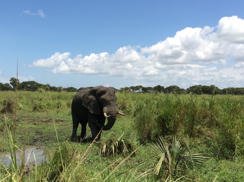 sky, animal wildlife, tusk, wildlife, animal themes, land, grass, animal trunk, day, safari Animals, mammal, cloud - sky, outdoors, savannah, animal, african Elephant