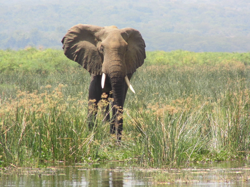 grass, nature, animal wildlife, lake, plant, Uganda, animals in the wild, Elephant, day, animal themes, front view, no people, animal trunk, vertebrate