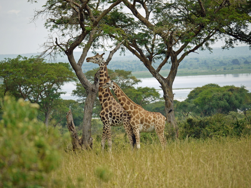 day, cheetah, paarhufer, water, animal world, growth, tree, no people, giraffa camelopardalis rothschildi, nature, giraffes, plant, female, wild animal