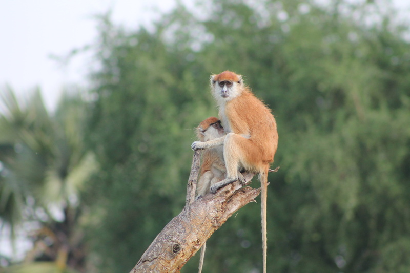 animals in the wild, no people, plant, nature, murchison falls uganda, africa, uganda, full length, 4K, outdoors, focus on foreground, animal wildlife