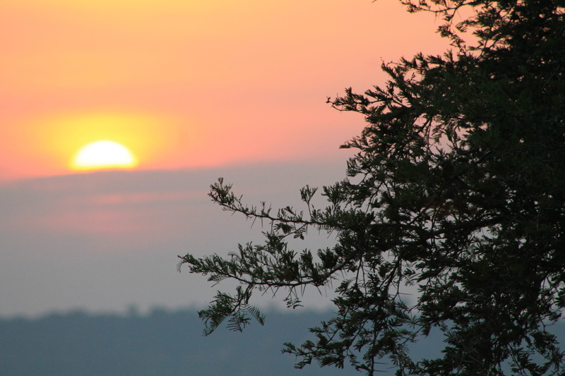 silhouette, murchison falls uganda, sky, beauty in nature, sun, 4K, sunlight, outdoors, sunset, plant, nature, orange color, uganda, scenics - nature
