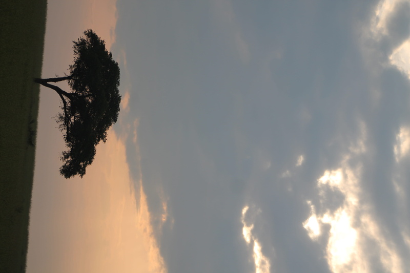 sky, plant, silhouette, reflection, cloud - sky, sunlight, nature, scenics - nature, orange color, 4K, tree, dusk, tranquil scene, growth, murchison falls national park