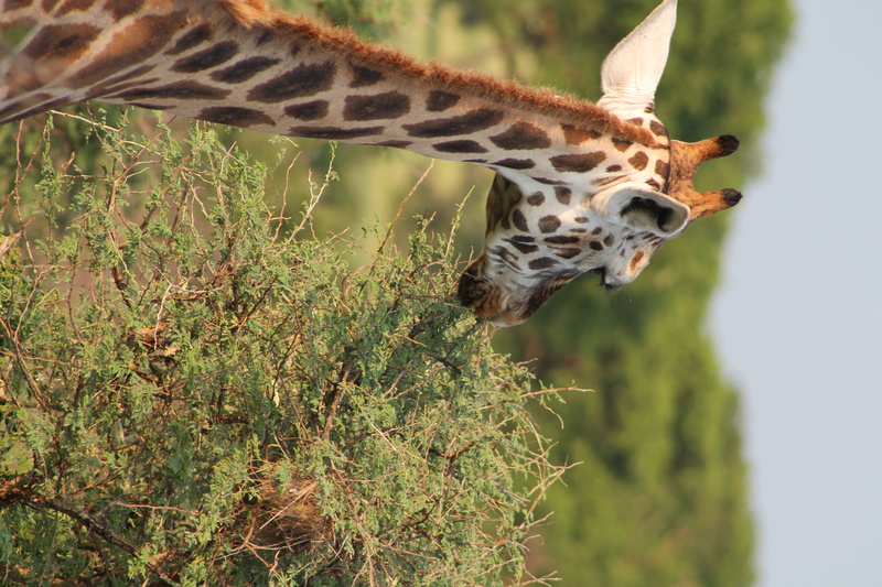 vertebrate, animal neck, murchison falls national park, big cat, animal wildlife, nature, spotted, uganda, animals in the wild, day, giraffe, africa, focus on foreground
