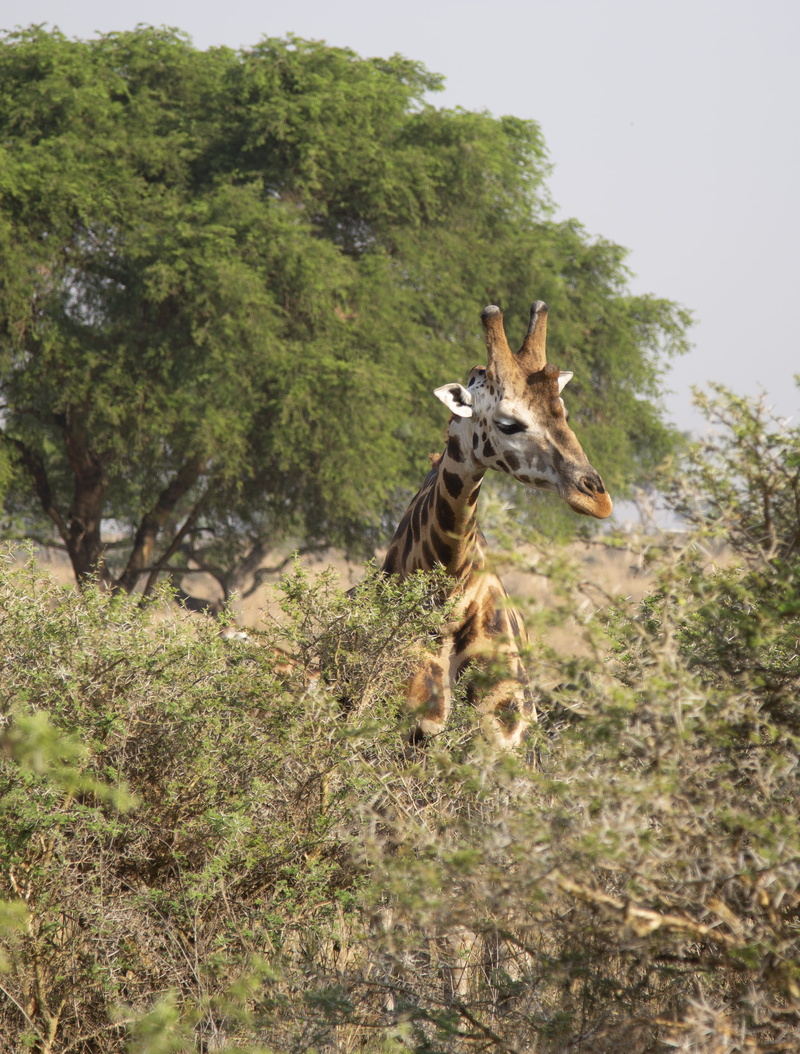 plant, animal themes, outdoors, murchison falls national park, vertebrate, non-urban scene, zoo, field, forest, zebra, grassland, one animal, growth, uganda