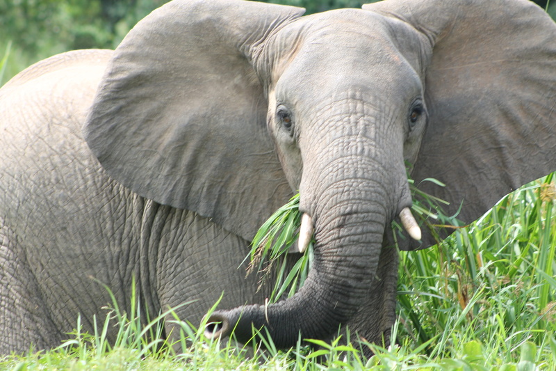 one animal, grazing, animal head, outdoors, animals in the wild, safari, 4K, herbivorous, plant, nile, elephant, day, animal themes, animal body part