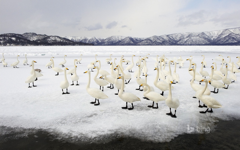 birds, vertebrate, winter, flock of birds, nature, animal themes, white, theme, bird, beauty in nature, icefield, cold temperature, bing, animal
