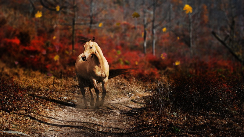 woodland, wind, vertebrate, mane, pasture, plant, rural Scene, landscape, mare, outdoors, mammal, autumn, running, no People, red, horse, stallion, season