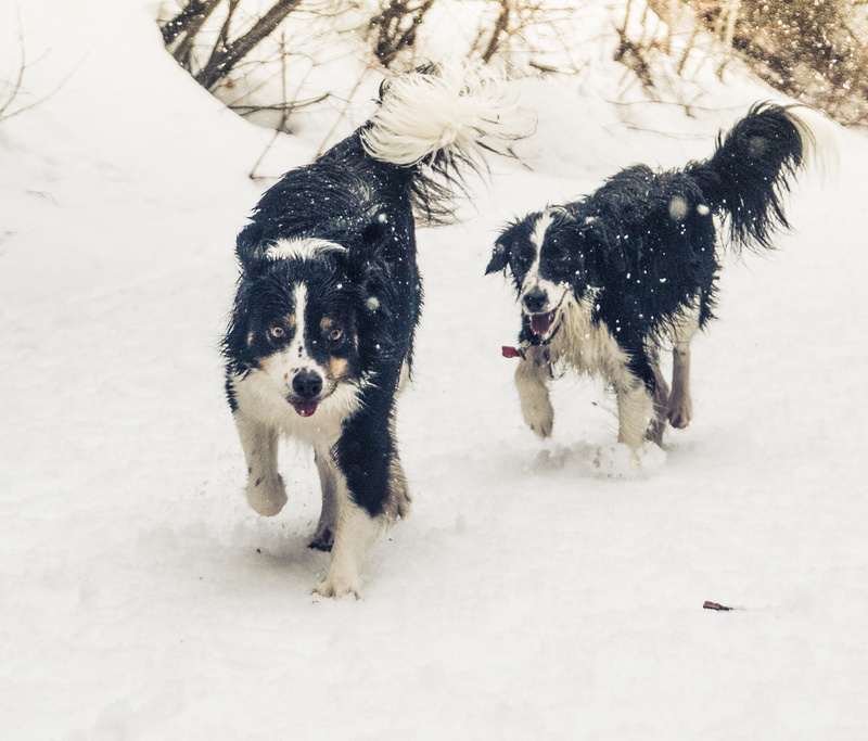 animal themes, snowing, playful, storm, mammal, domestic animals, field, cold temperature, nature, salt lake city, united states, flakes, snow, dogs, canine