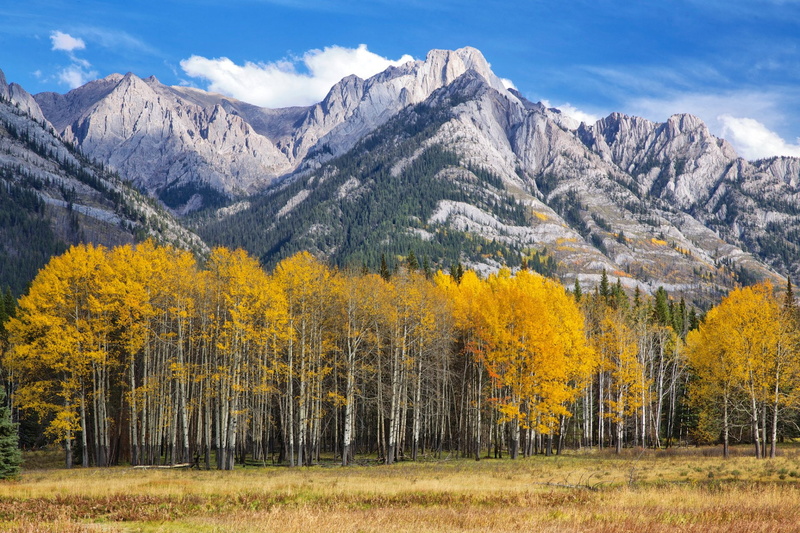 Canada, Alberta, Sawback Range, Mountain, 1080P, Fall, Meadow, Mountains