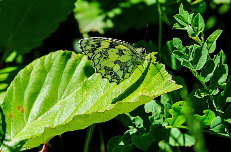 1080P, nature, plant part, one animal, piemonte, monferrato, camouflage, animal, Butterfly, invertebrate, close-up, focus on foreground, butterfly - insect