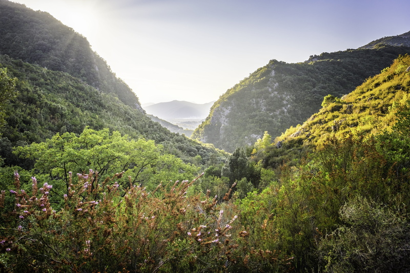 hillsides, outdoors, no people, time, colors, greece, scenics - nature, vegetation, forest, mountain, green color, growth, tree, plant, yellow, mountain range