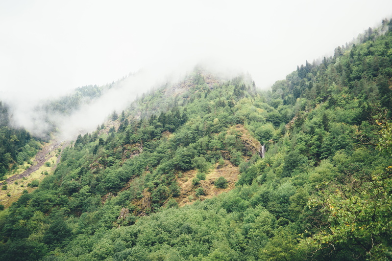 woodland, environment, fog, outdoors, clouds, land, pine tree, scenics - nature, pine woodland, slope, sky, steep, plant, coniferous tree, hillside, green