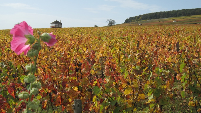 corton, environment, flowering plant, crop, vines, no people, nature, land, flower, plant, day, agriculture, scenics - nature, 2K, field, beauty in nature