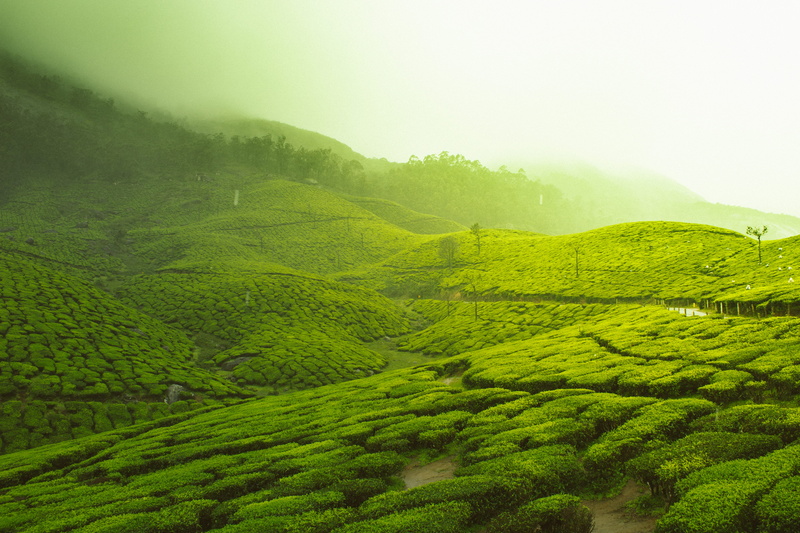 fog, greenland, fields, tree, green grass, mist, tea crop, hill, forest, scenery, green, fild, tropical tree, green color, scenics - nature, rural scene