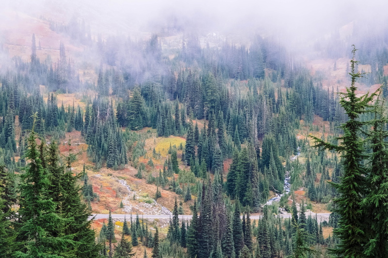 scenics - nature, pinaceae, bird, coniferous tree, environment, eye, forest fire, aerial, outdoors, fog, landscape, road, shot, s, 4K, hillside, tree