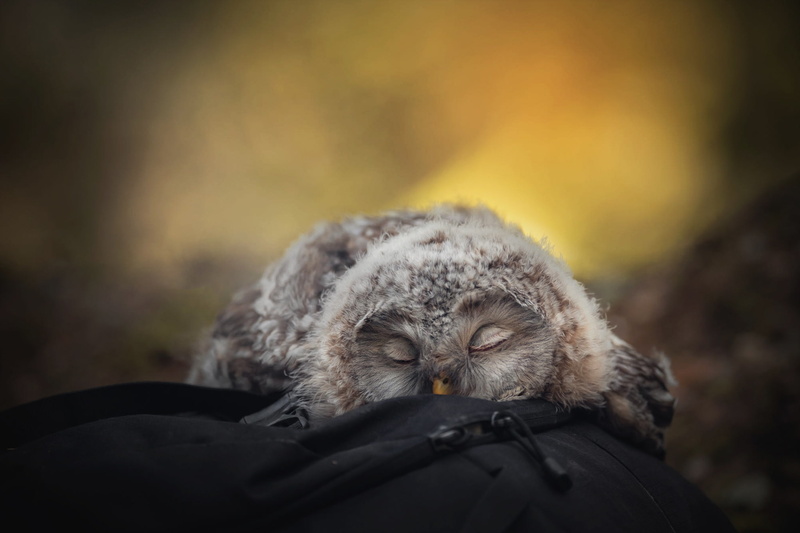 sleep, owl, yellow, bird, portrait, fluff, blurred, stay, nature, chick, closed eyes, 1080P, background, sleeping, pose, blur, tail, bag, backpack, lies