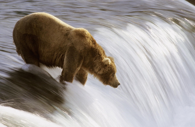 bear, gray, 1080P, one animal, Brooks, animal wildlife, nature, Katmai, River, motion, day, National, animal, animals in the wild, animal themes, Grizzly