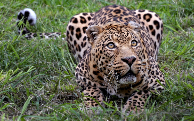 leopards, mpumalanga, animals, green, bigcats, brown, prey, photography, canon, 2K, cats, canoneos40d, southafrica