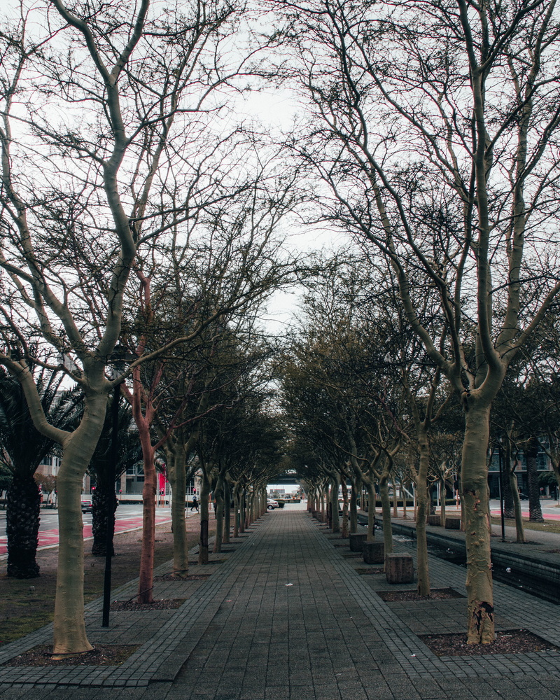 plant, incidental people, southafrica, branch, sidewalk, slate, pavement, bare tree, park, photograph, sky, tree, city, cityofcapetown, day, the way forward