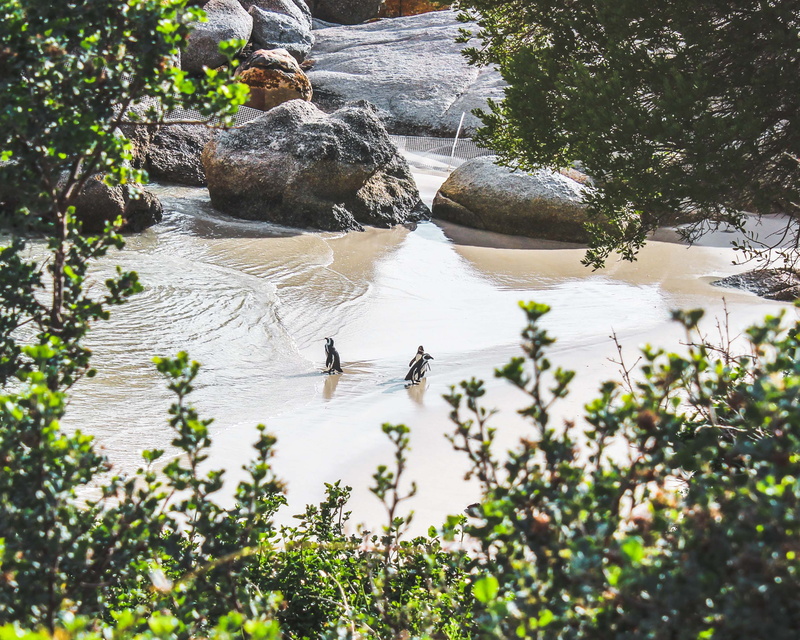 water, 2K, penguins, outdoors, sea, animals in the wild, animal wildlife, group of animals, bird, capetown, vertebrate, person, plant, simonstown, bush