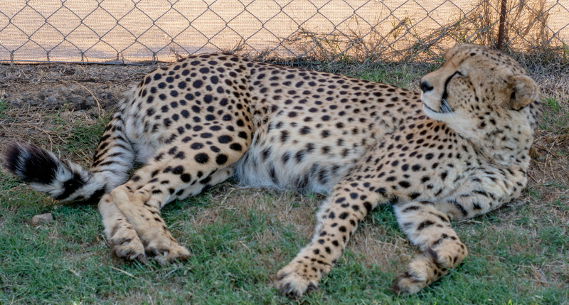 animal, jaguar, lion and safari park, feline, animals in the wild, vertebrate, day, relaxation, panther, cat, zoo, africa, gorilla, field, no people, wild
