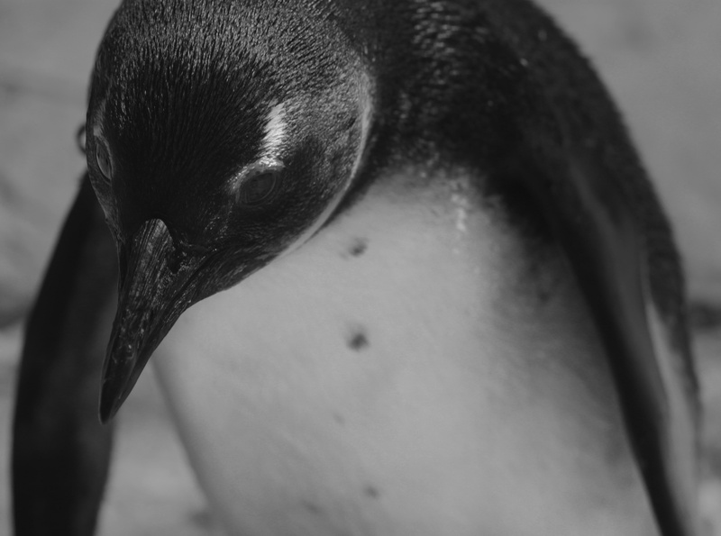 southafrica, indoors, african, mammal, one animal, Penguins, one person, dog, Port Elizabeth, pets, Penguin, domestic animals, focus on foreground, 4K