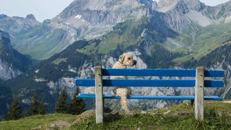 kandersteg, golden, bench, idyllic, vision, mountain, animal, scenics - nature, no people, daytime, Golden Retriever, environment, outdoors, non-urban scene