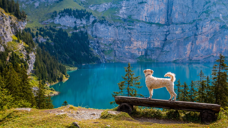standing, scenics - nature, lake oeschinen, environment, one animal, landscape, beauty in nature, land, lake, mountain range, irish soft coated wheaten terrier