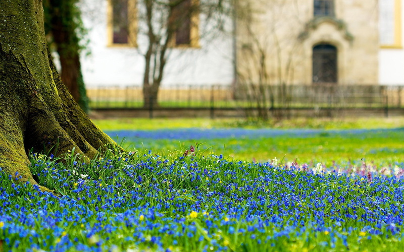 park, blue, flowers, scilla, grass, nature, 2K, flower, green