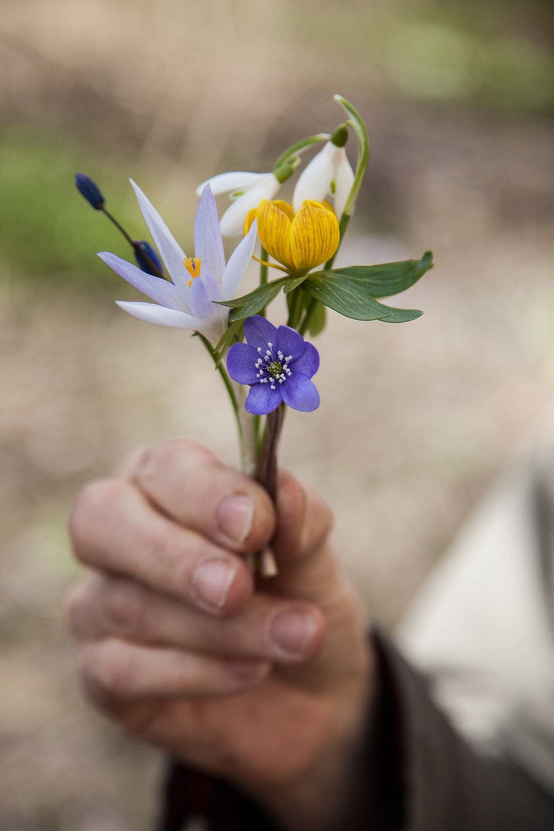 blue anemone, human body part, scilla, real people, flower, crocus, focus on foreground, winter aconite, snowdrop, flower head, one person, freshness, hand