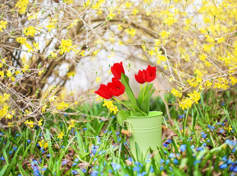 green color, flower, Springtime, plant, inflorescence, forsythia, Blooming, shrub, close-up, background, day, beauty in nature, petal, 4K, Flowers, outdoors